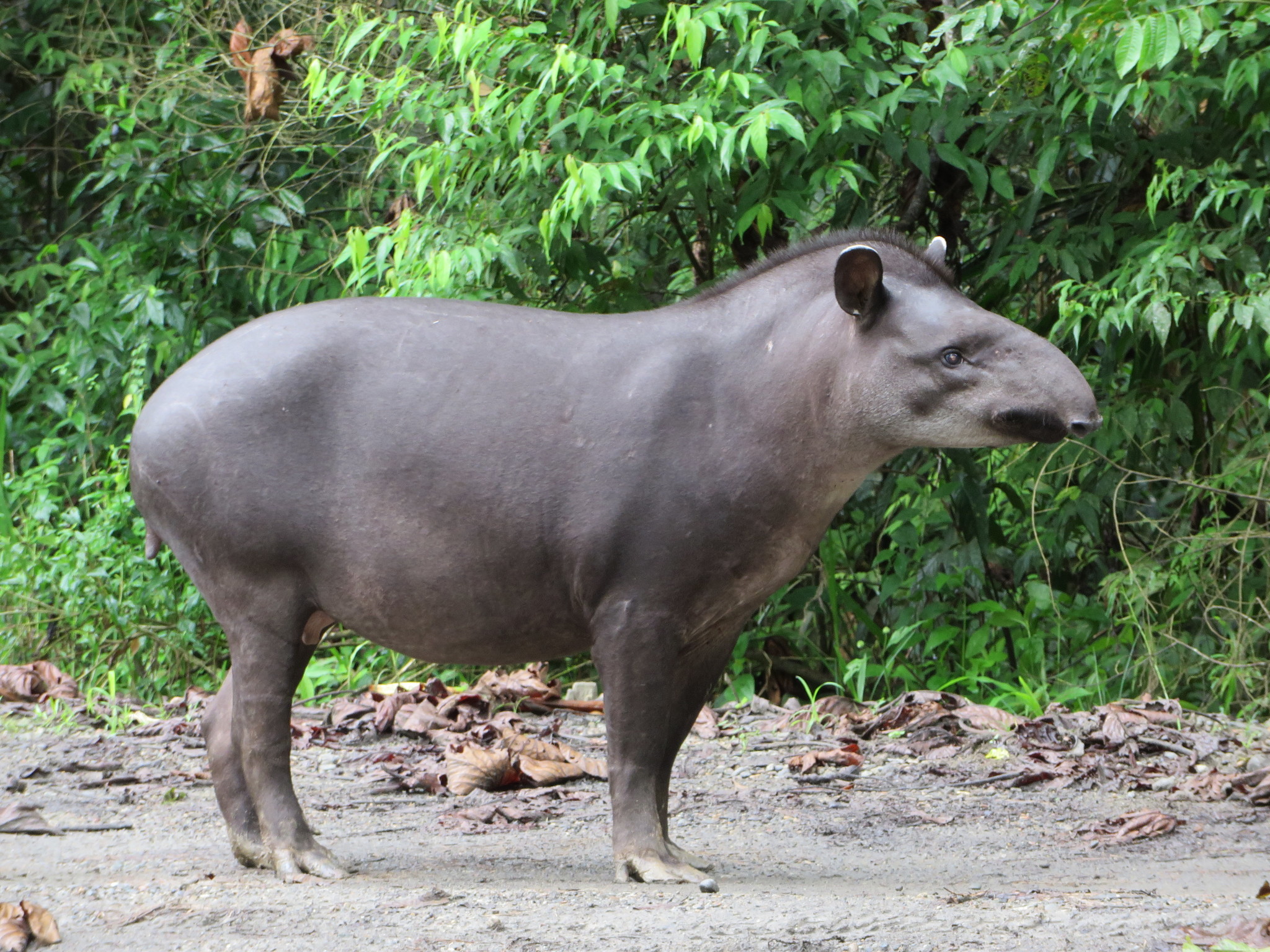 South American Tapir