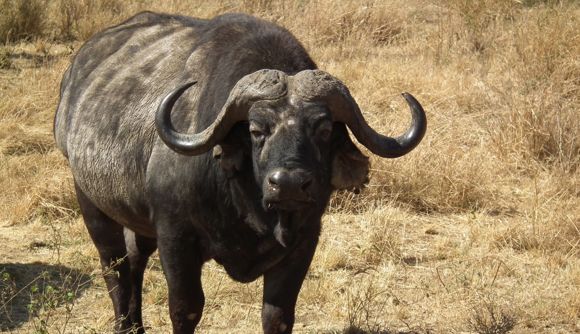Cape Buffalo