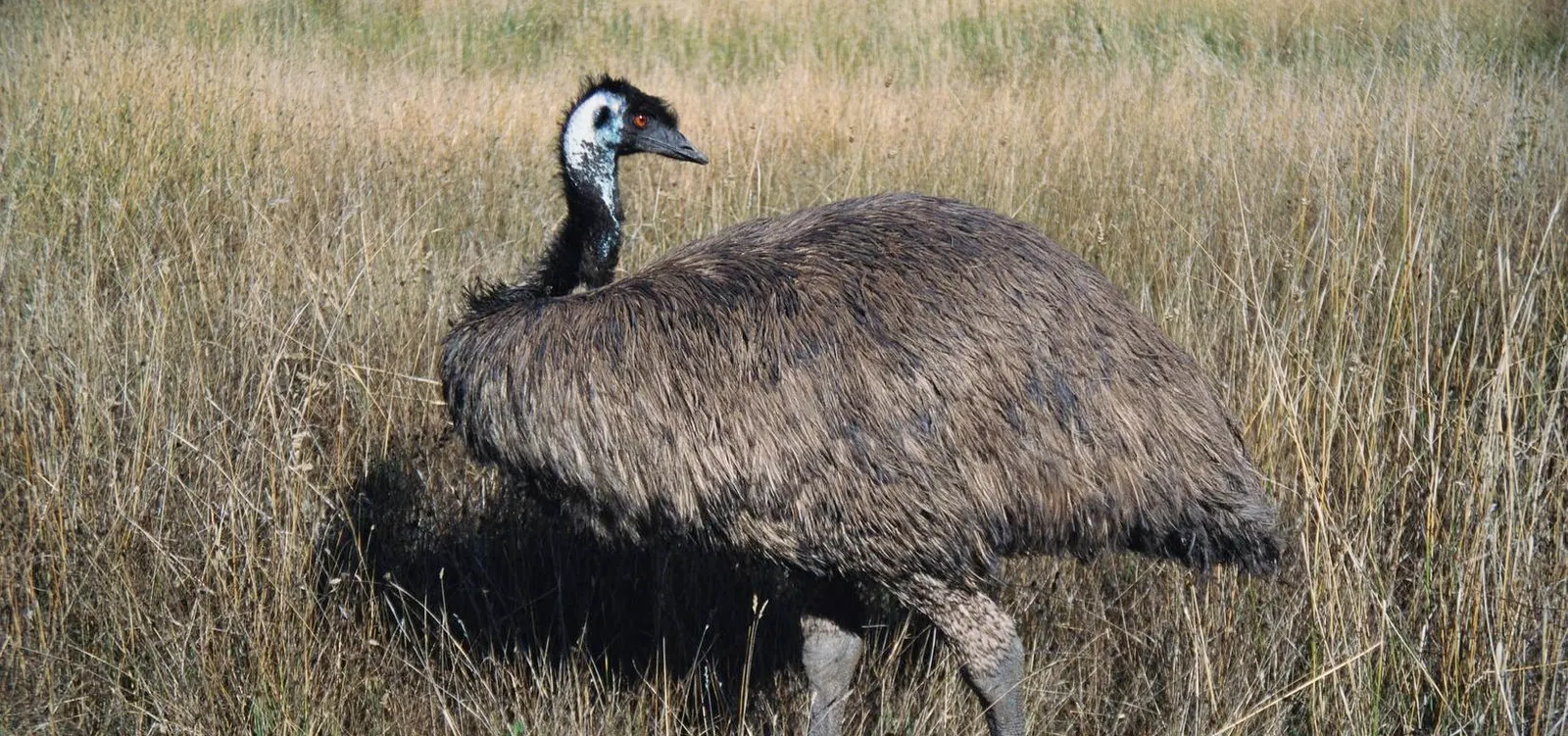 Emu