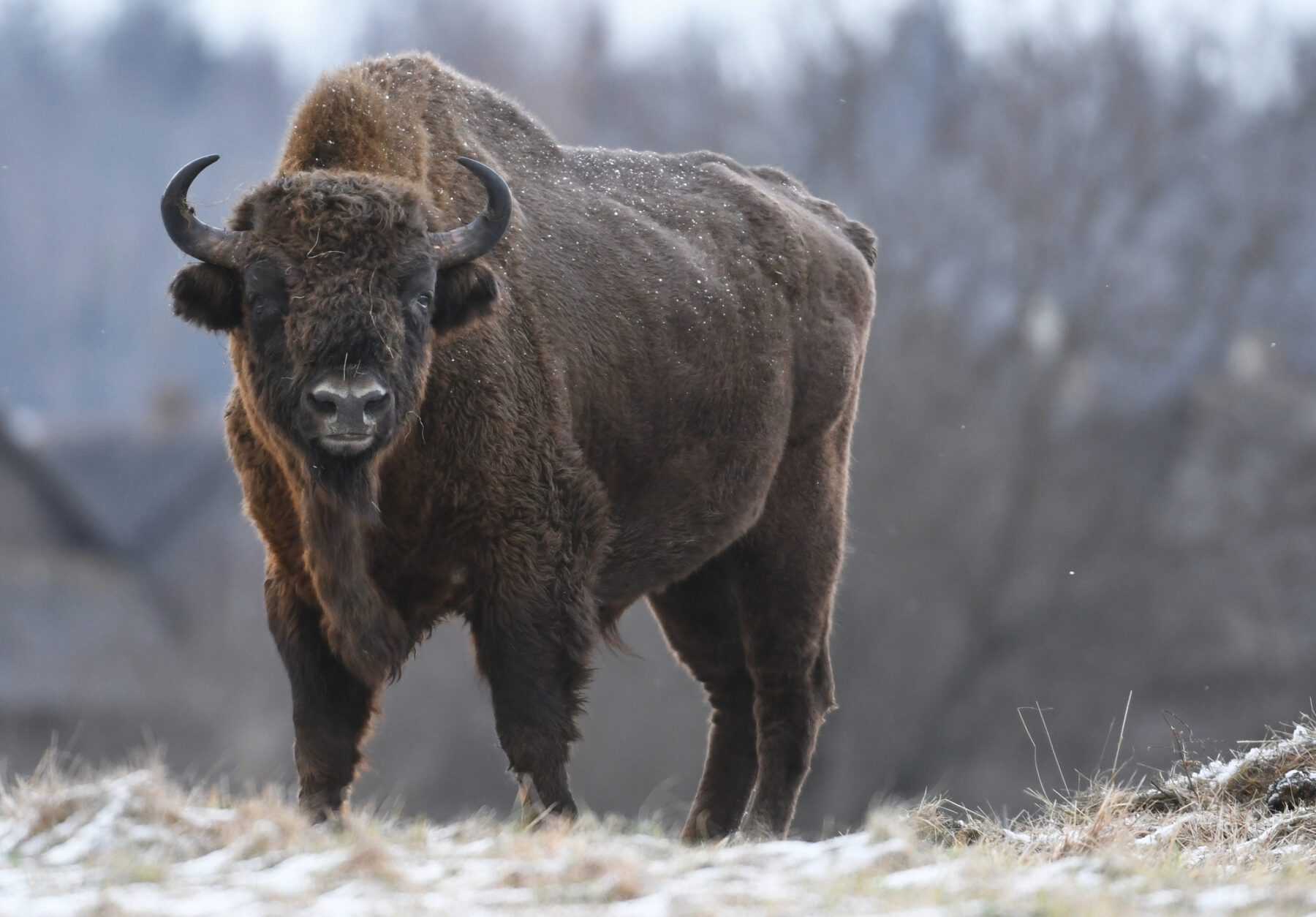 European Bison