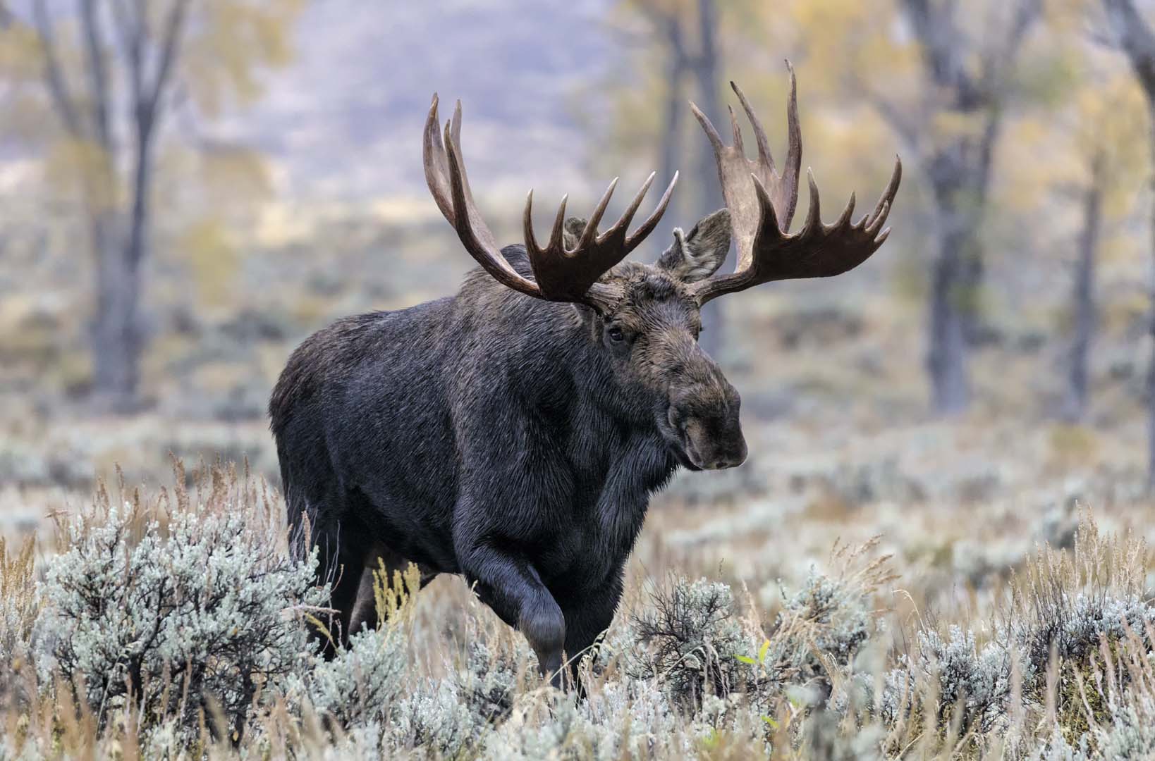 European Moose