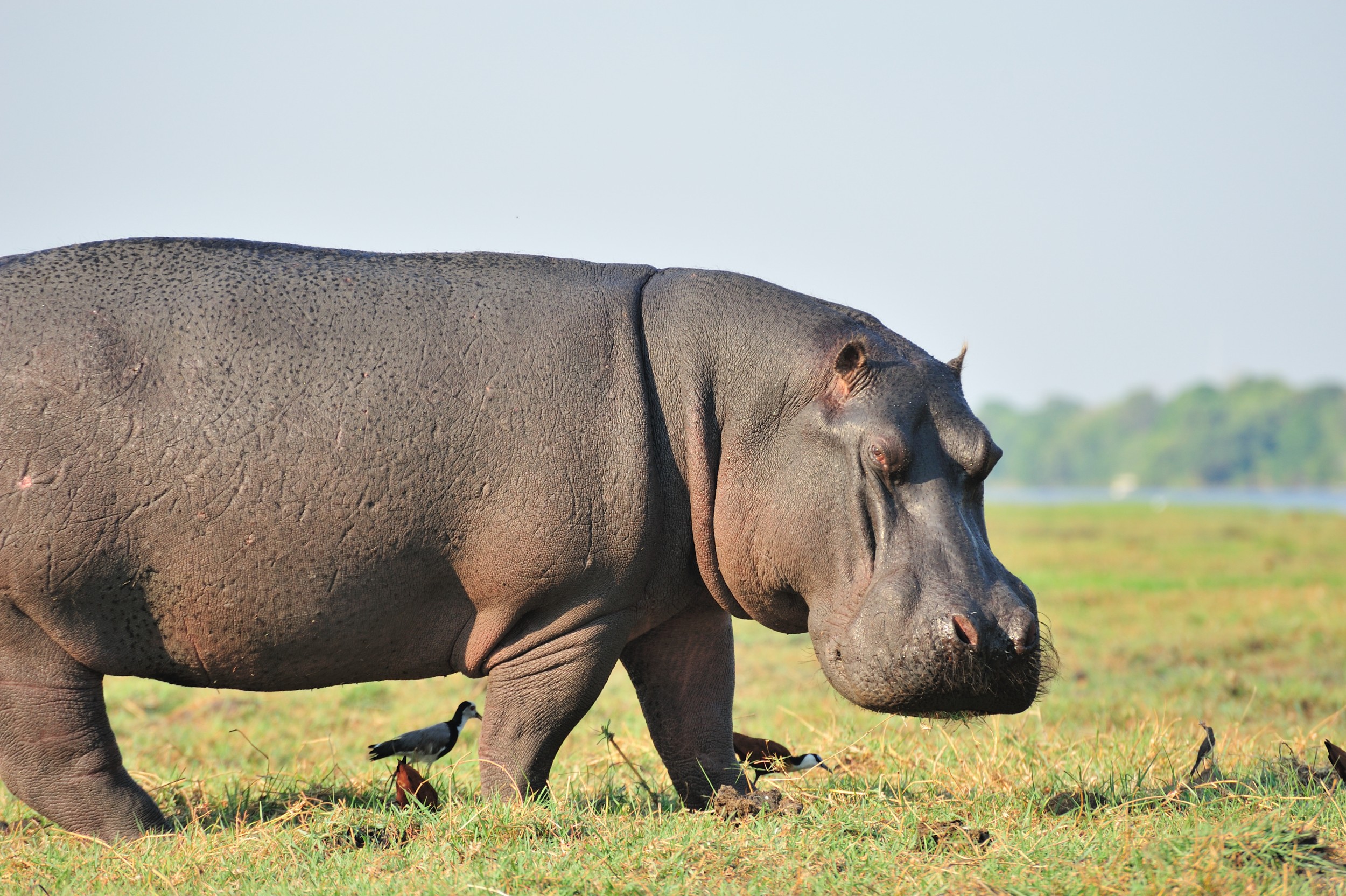 Hippopotamus