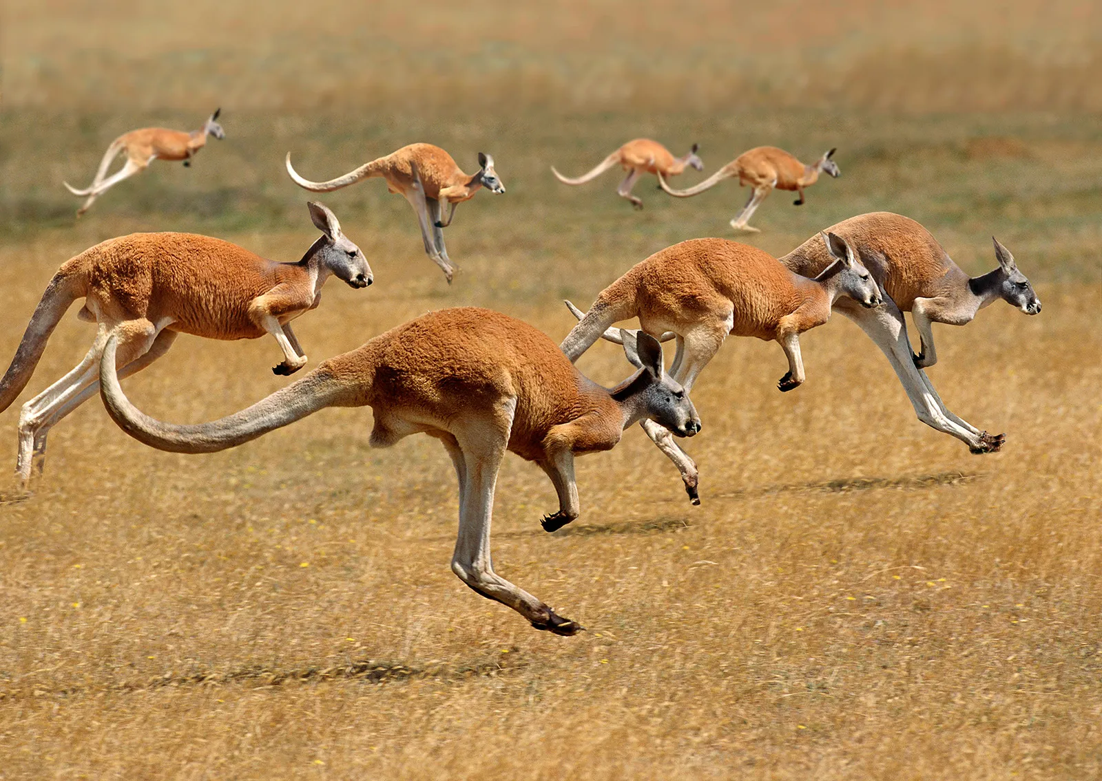 Red Kangaroo