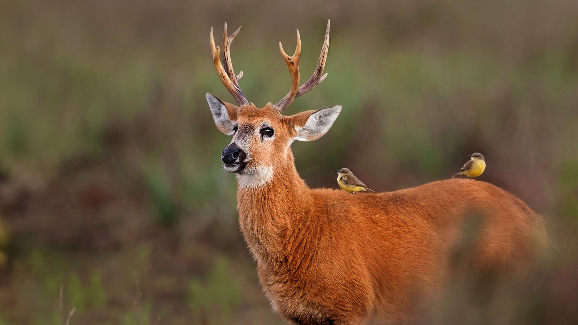 Marsh Deer